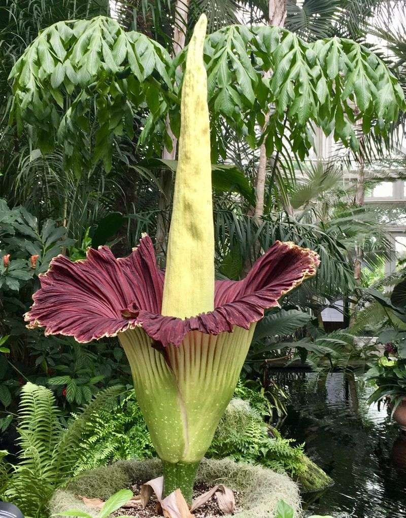 Titan Arum