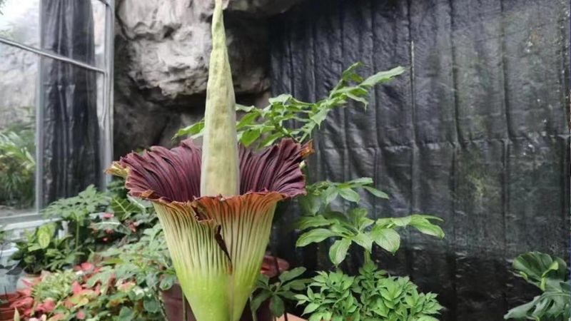 Titan Arum