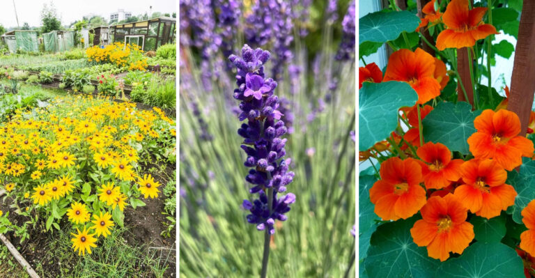 Top 15 Companion Plants to Boost Your Artichoke Harvest