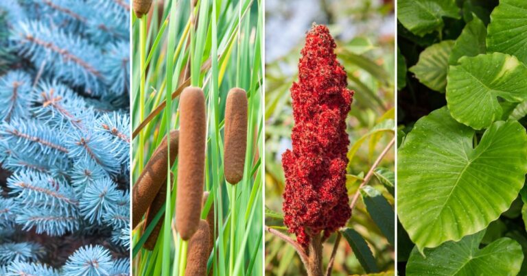 Top 10 Native Plant Combos for 2025: Expert Picks You’ll Love