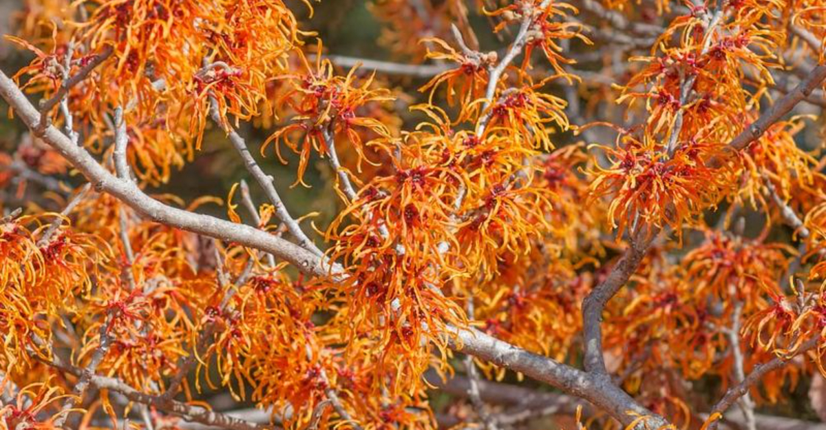 Top Witch Hazel Varieties with Stunning Spider-Like Blooms to Enchant Your Winter Garden