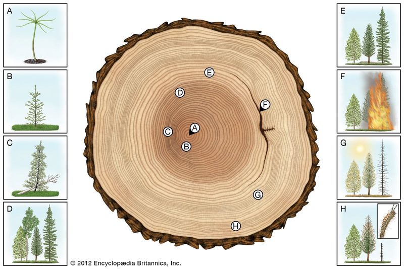 Tree Growth Patterns