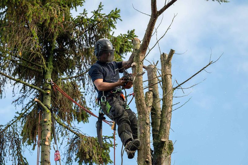 Tree Removal Near Power Lines