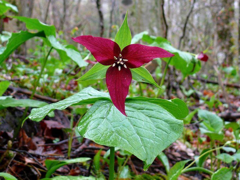 Trillium