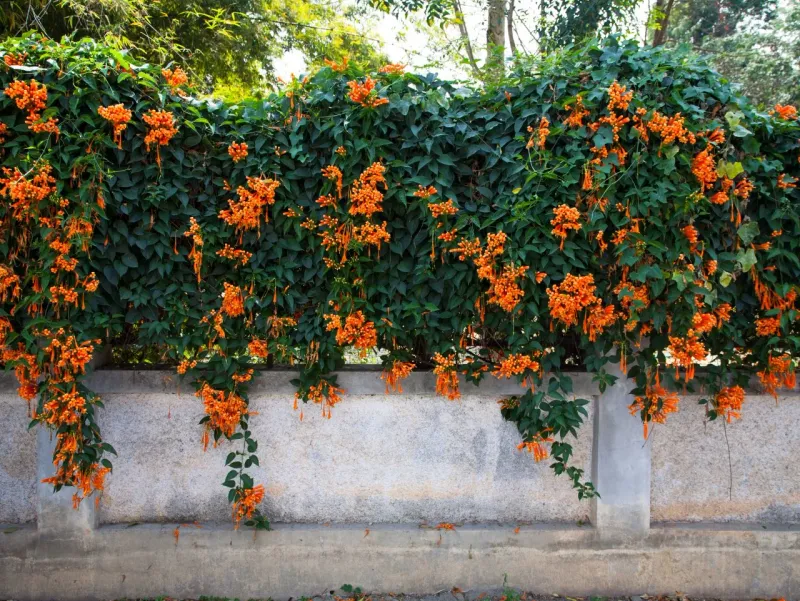 Trumpet Vine