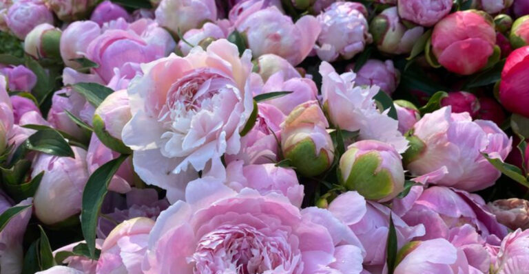 Tulip Trouble: 20 Plants That Could Ruin Your Blooms – Avoid These Garden Mistakes!