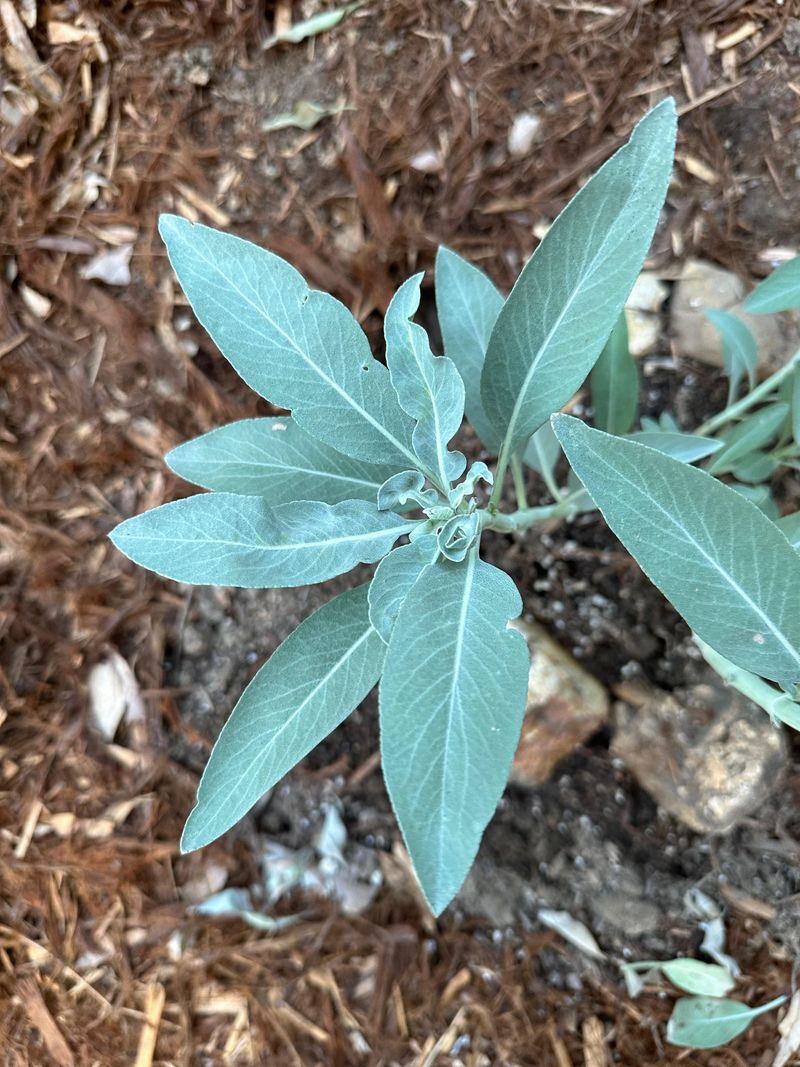 Turquoise Sage