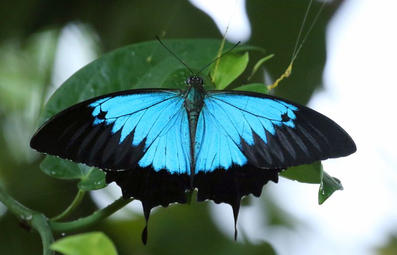 Ulysses Butterfly