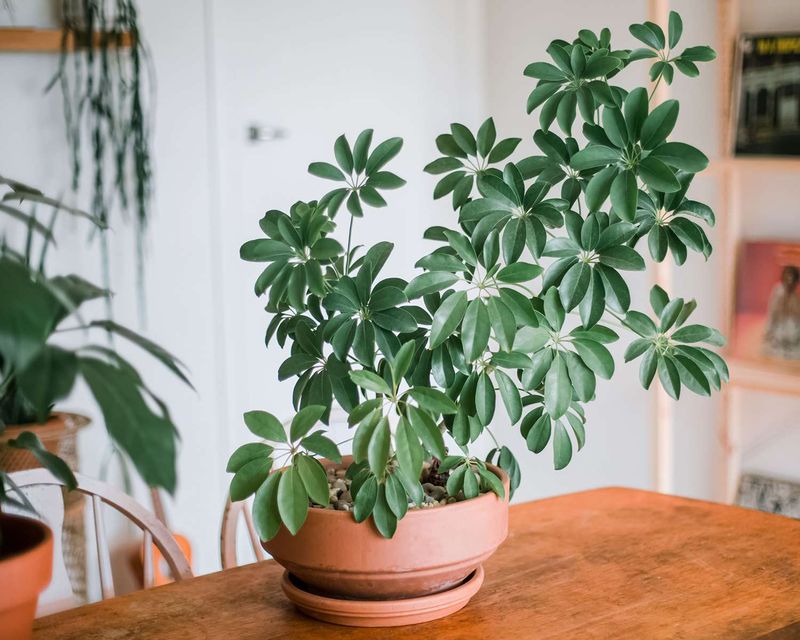 Umbrella Plant