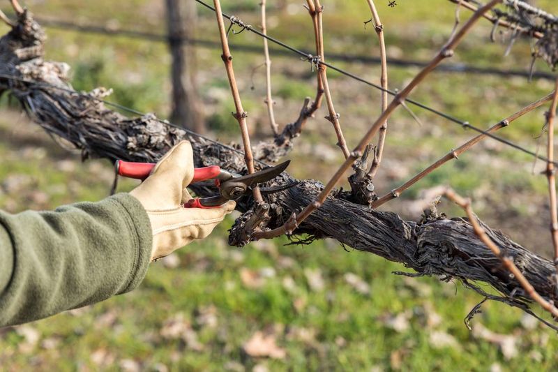 Understanding Vine Training Techniques