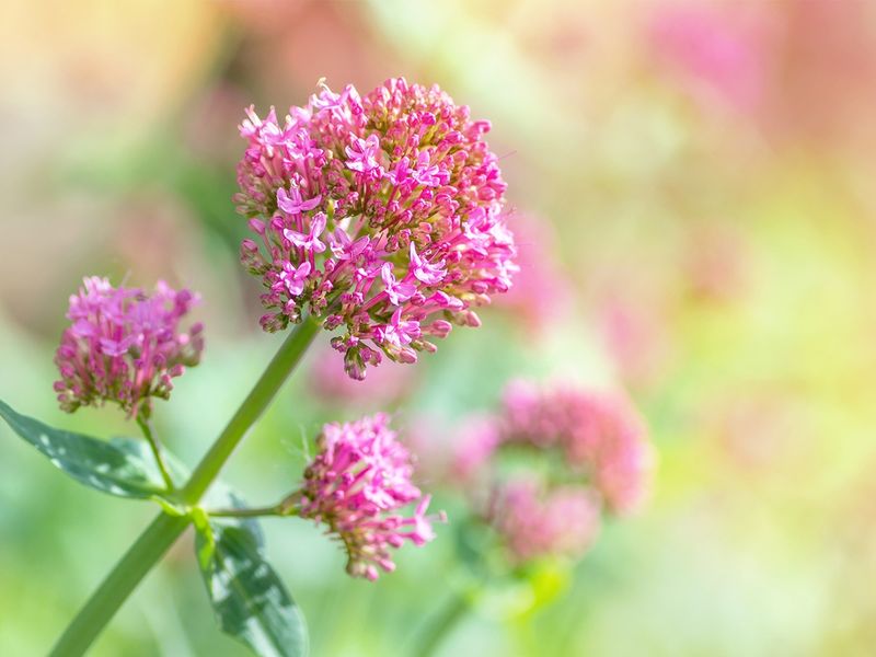 Valerian