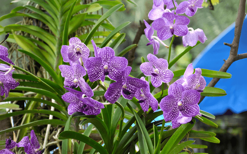 Vanda Orchid