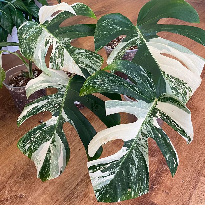 Variegated Monstera deliciosa