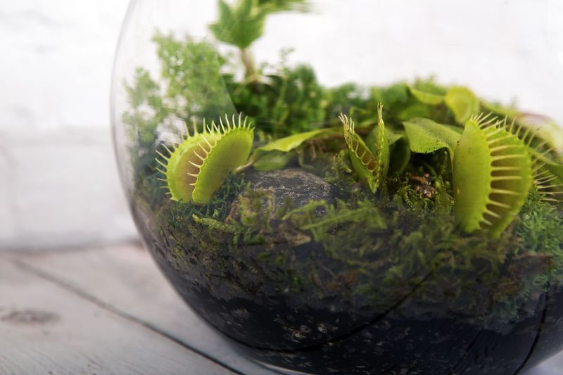 Venus Flytrap