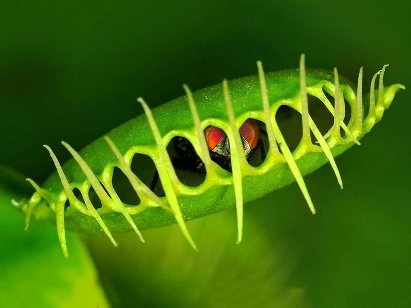 Venus Flytrap