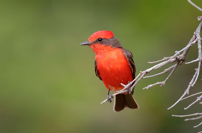 Vermilion Flycatcher