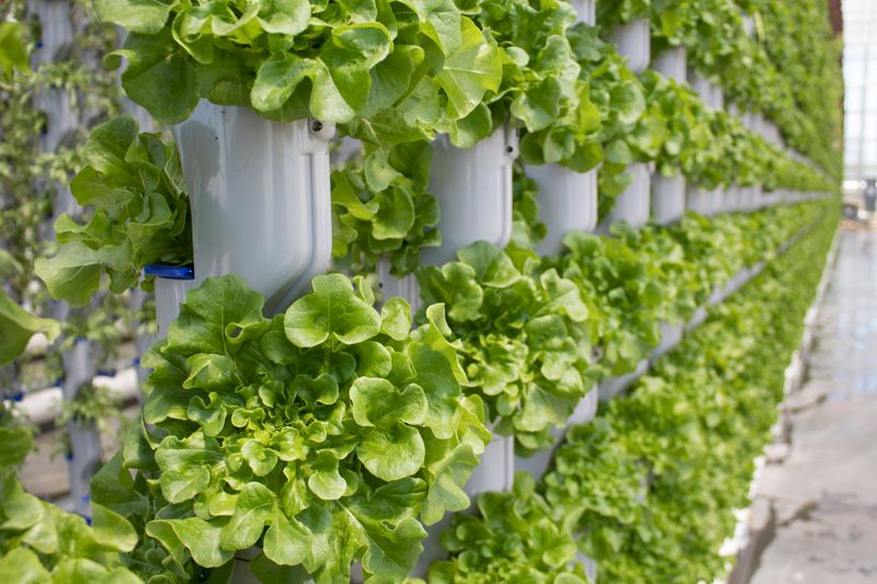 Vertical Growing Systems