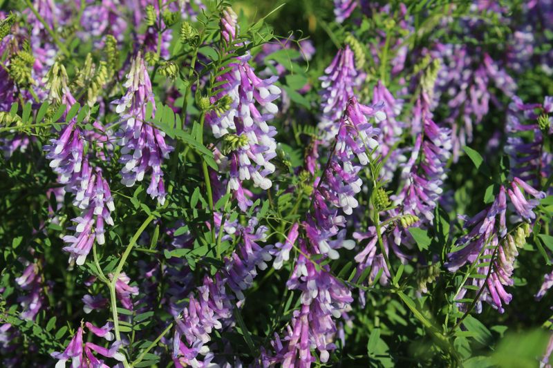 Vetch