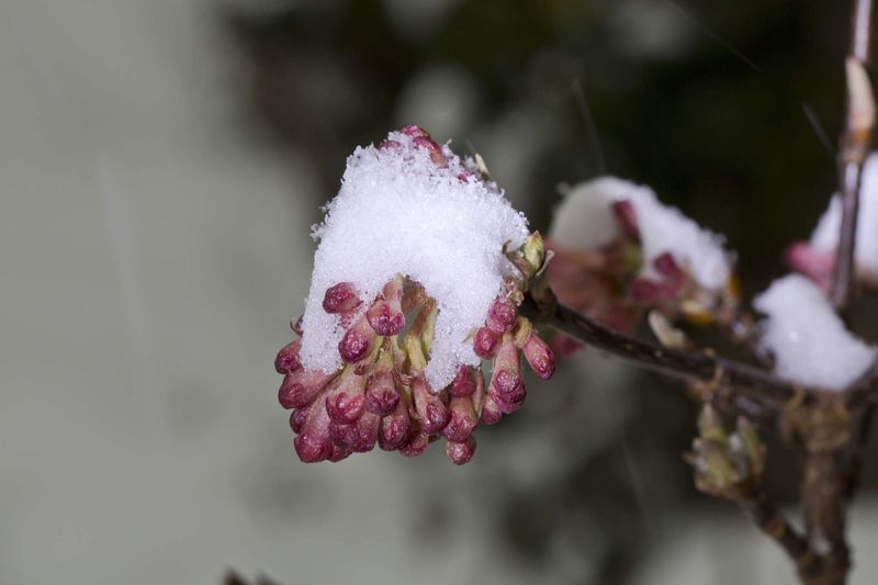 Viburnum