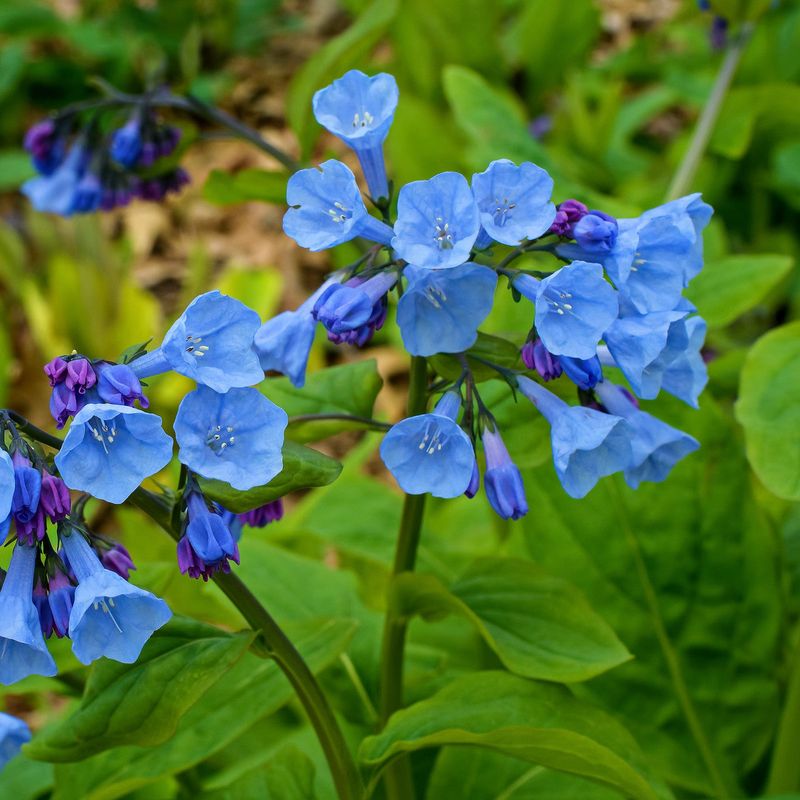 Virginia Bluebells