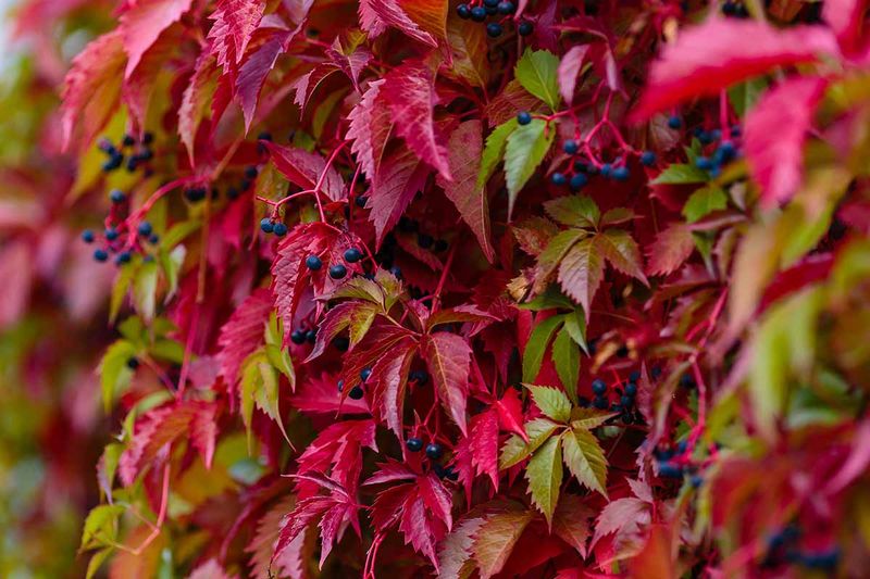 Virginia Creeper