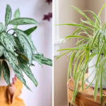 Water Me, Please – 10 Houseplants That Hate to Be Thirsty