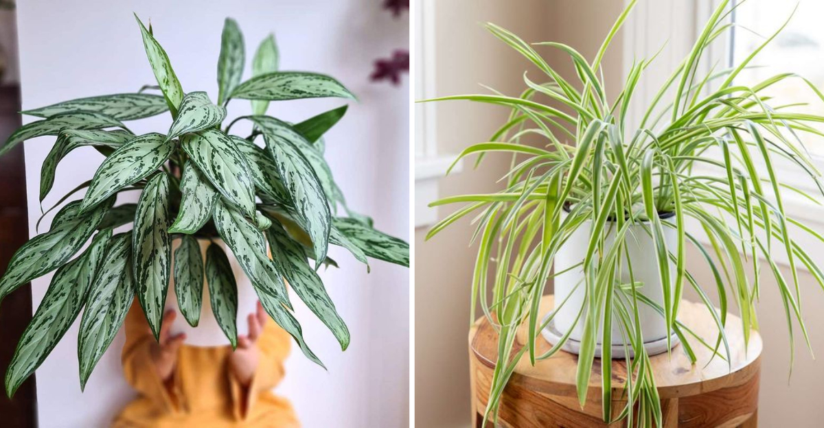 Water Me, Please – 10 Houseplants That Hate to Be Thirsty