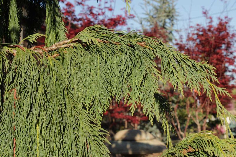 Weeping Alaskan Cedar