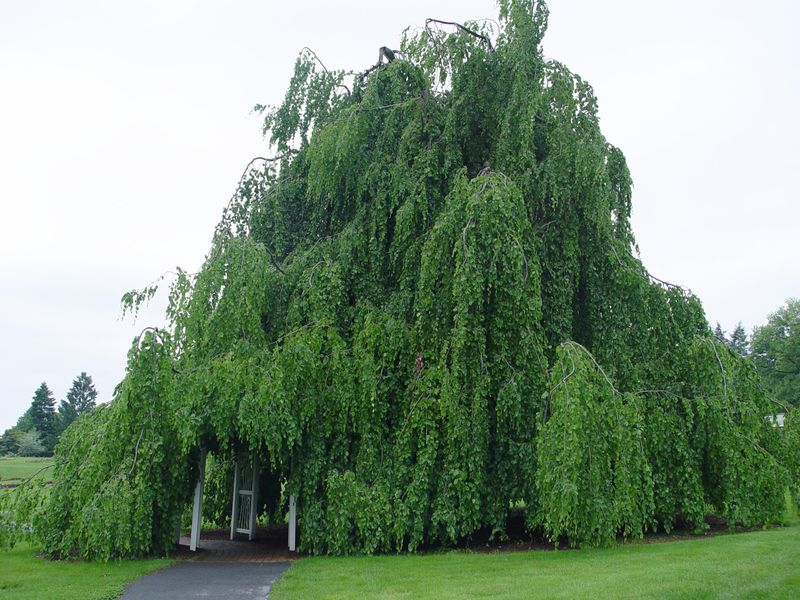 Weeping Beech