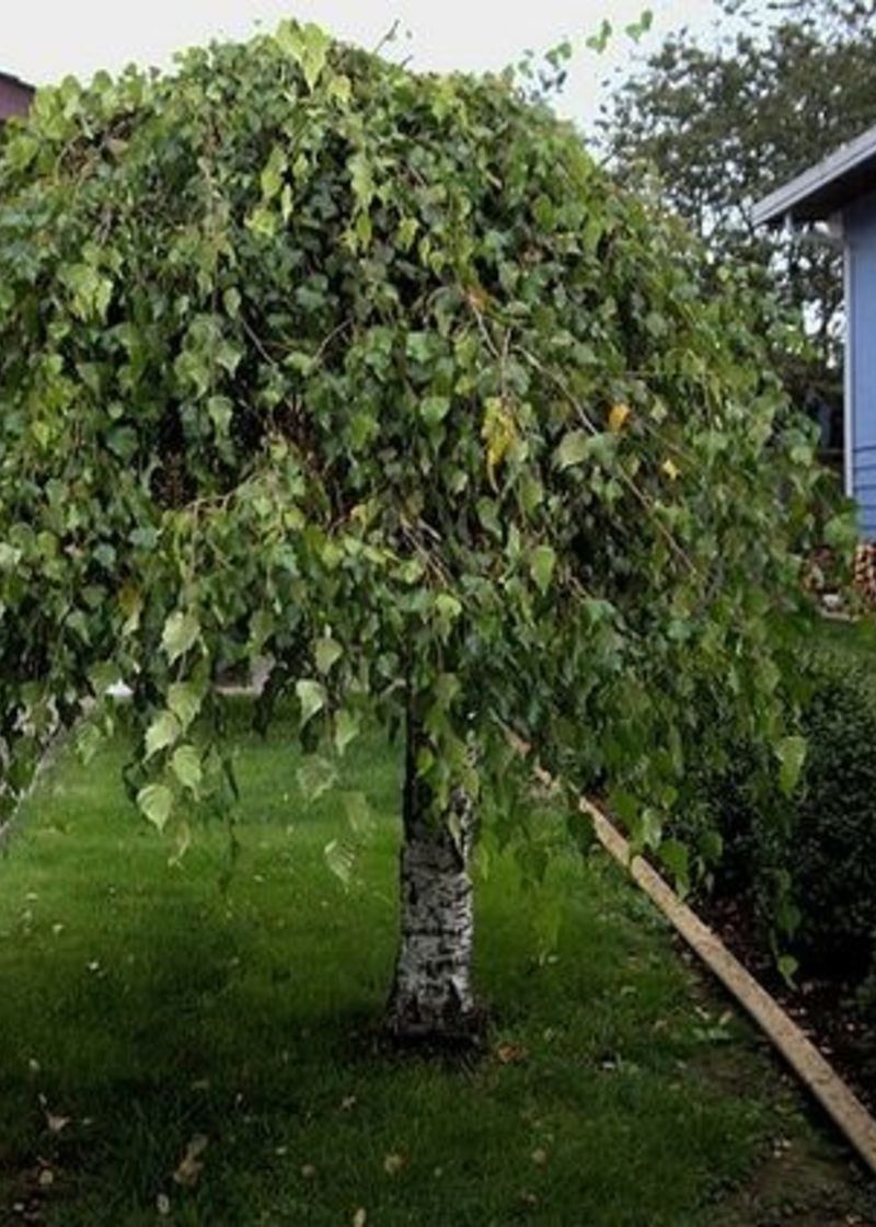 Weeping Birch