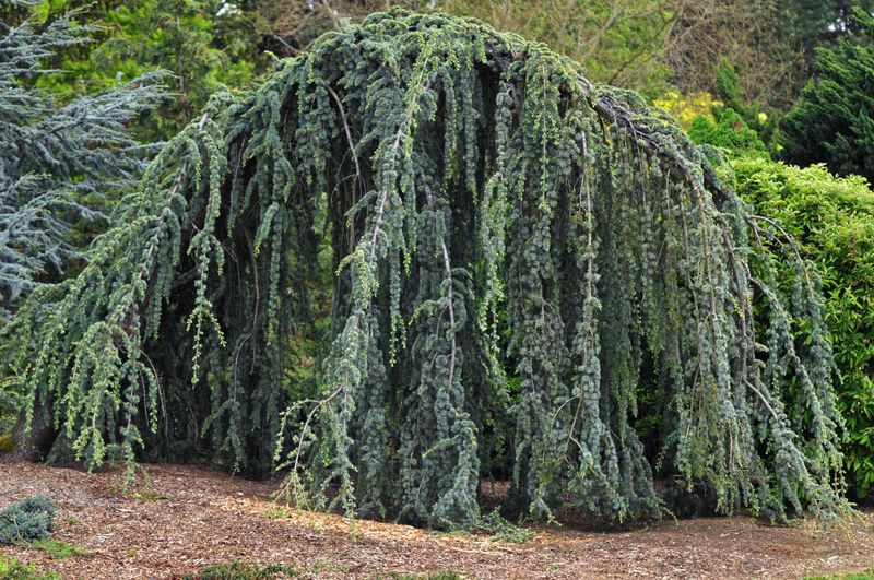 Weeping Blue Atlas Cedar