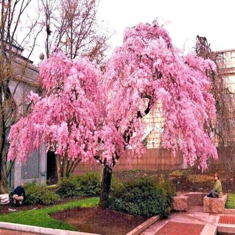 Weeping Cherry