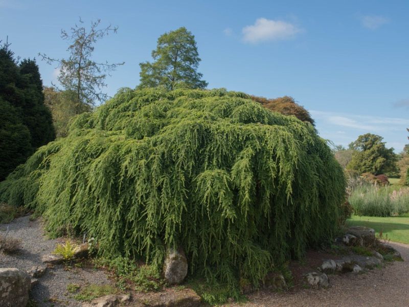 Weeping Hemlock