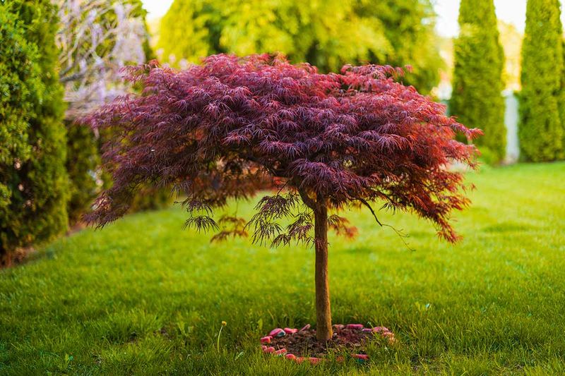 Weeping Japanese Maple