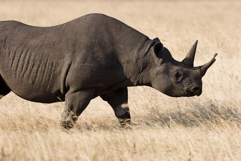 Western Black Rhinoceros