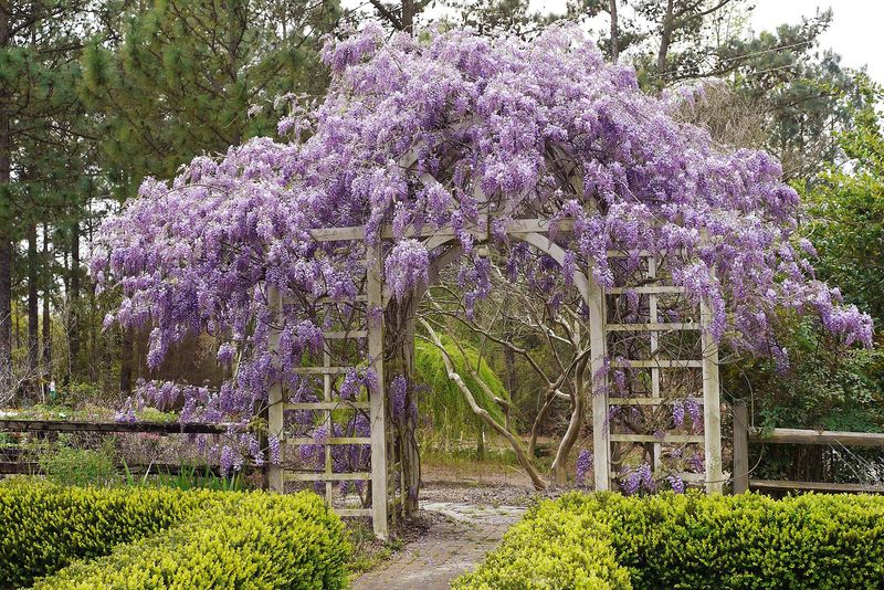 Whimsical Wisteria Arbor