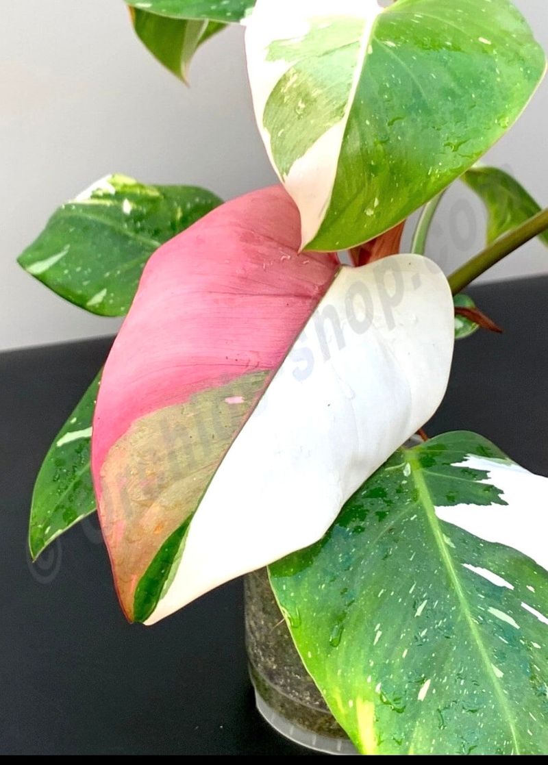 White Princess Philodendron