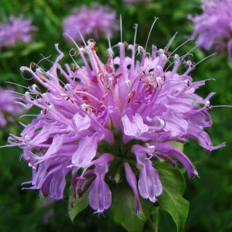 Wild Bergamot