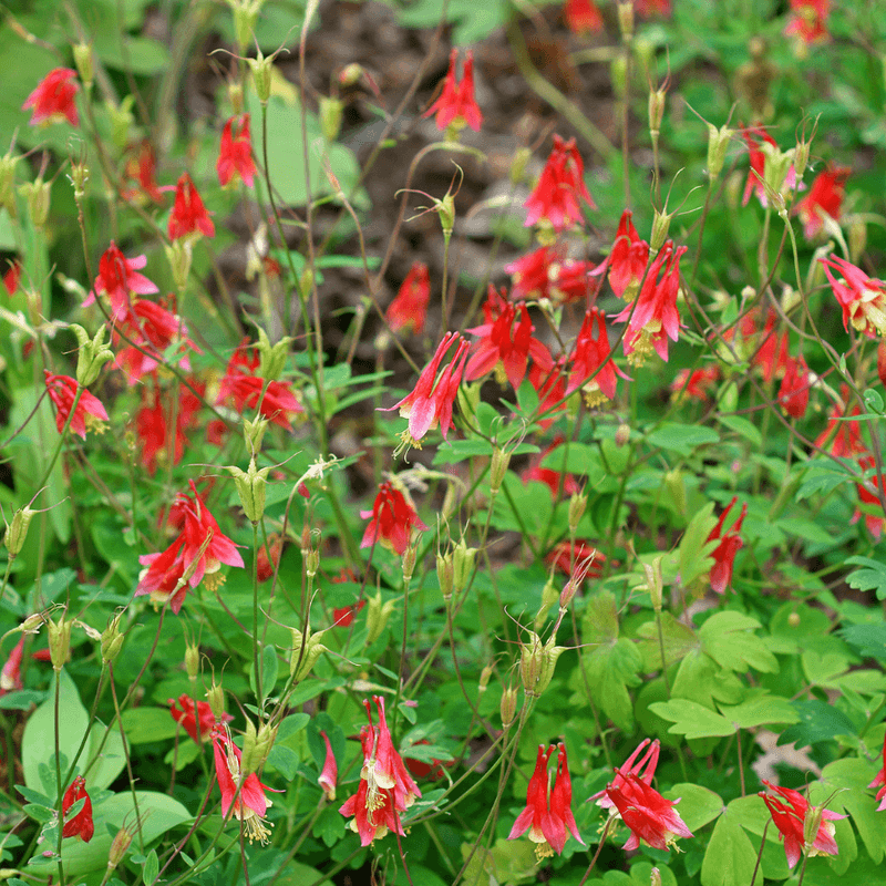 Wild Columbine