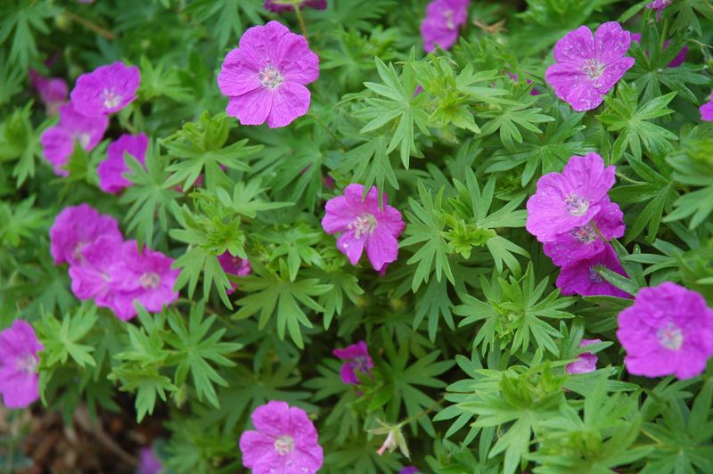 Wild Geranium