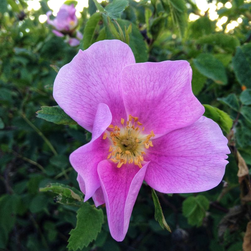 Wild Rose