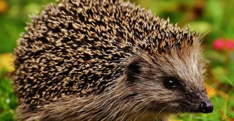 Wild Wisdom: 20 Gardening Lessons We Can Learn from Backyard Animals