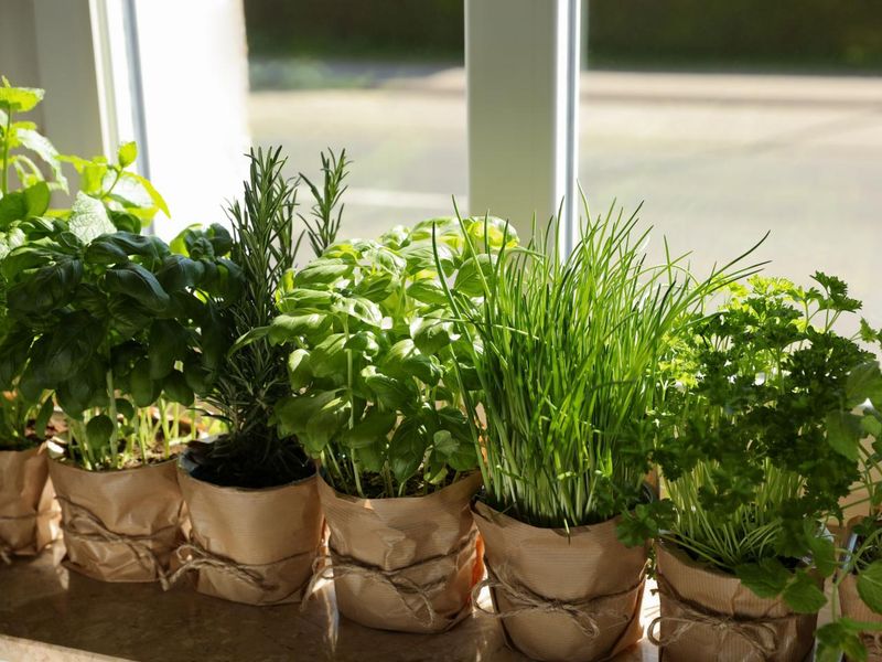 Windowsill Herb Gardens