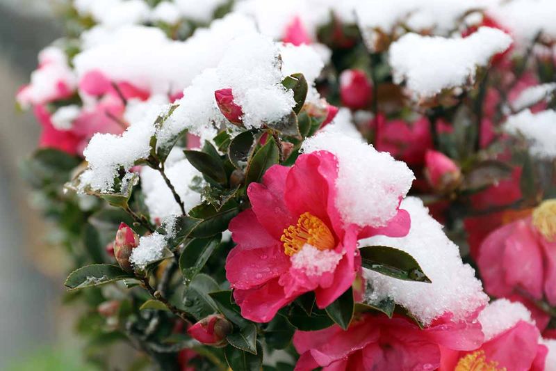 Winter Flowering Plants