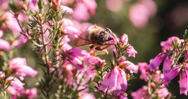 Winter Gardening for Bees: Top 8 Flowers That Keep Them Buzzing All Season
