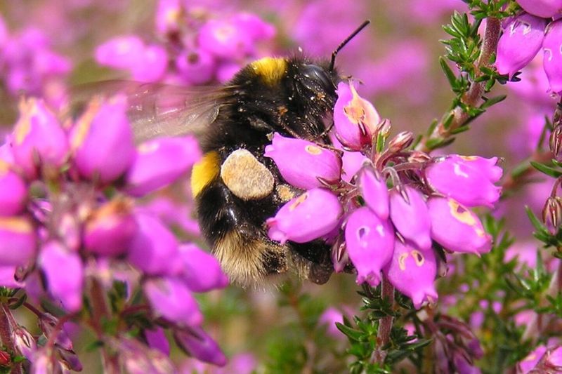 Winter Heather