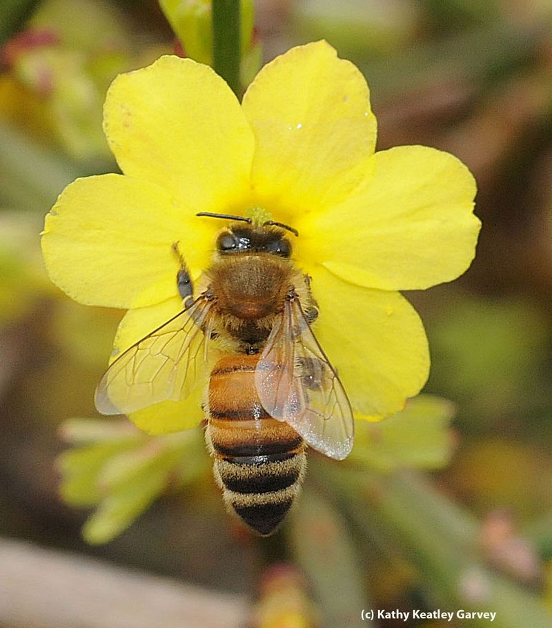 Winter Jasmine