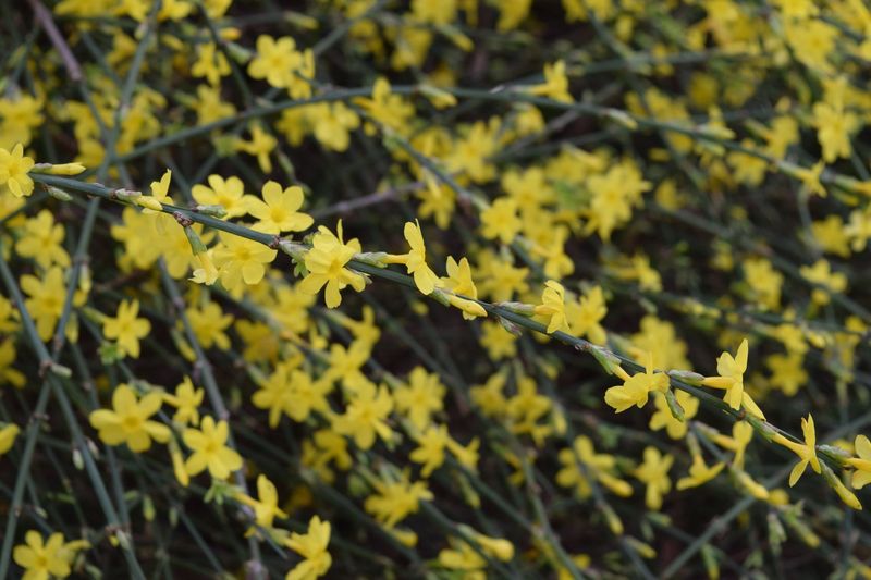 Winter Jasmine