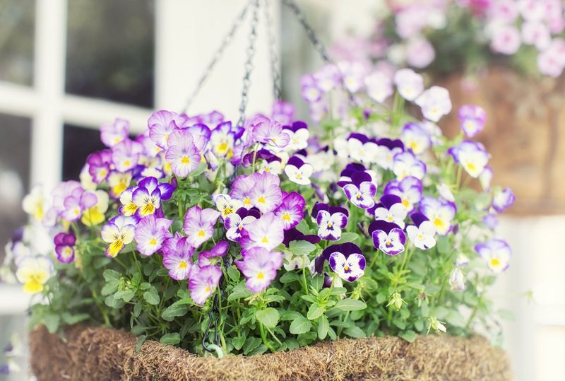 Winter Pansies