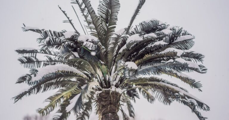 Winter-Proof Your Palm Trees: Essential Tips to Keep Them Thriving in the Cold!